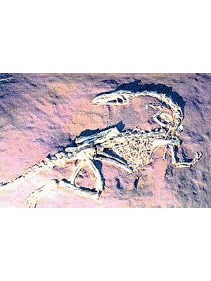 Coelophysis