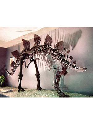 Stegosaurus