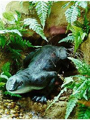 Steropodon Galmani
