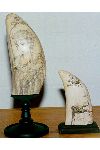 Scrimshaw Whales Teeth