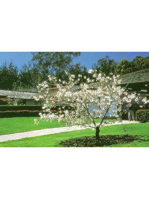 Sakura Trees