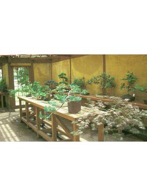 Bonsai