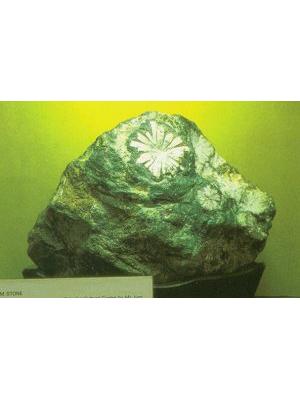 Chrysanthemum Stone