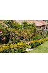 Nutcote Garden Dorothy Perkin's Roses