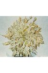 Feathered Head Dress
