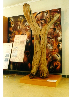 Tree Stump Boomerang Tree