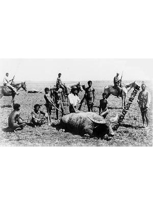 Photograph Among Disabled Buffaloes