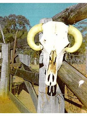 Bullock Skull
