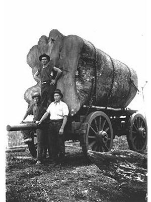 Photograph Timber getting- early days