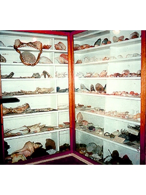Shell Collection