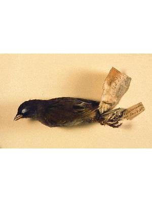 Bird Great Pampa Finch (Embernagra Platensis)