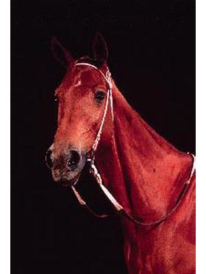 Horse Phar Lap (Equus Caballus)