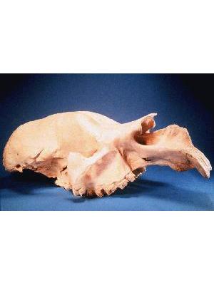 Fossil skull Skull and Mandible of Fossil, Diprotodon