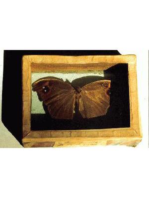 Butterfly Chinese Butterfly