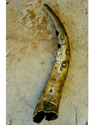 Bullock Horn Horn Used as Handle on Blacksmith Bellows