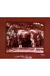 Framed Photograph Phar Lap