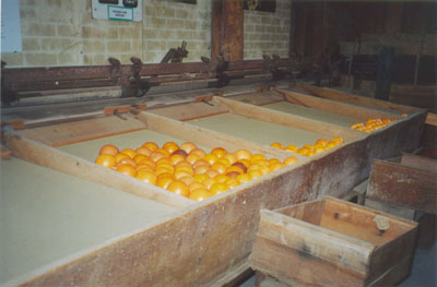 Fruit Grader Fruit Grader for Oranges